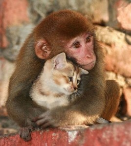 Monkey & Kitty Picture
