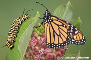 caterpillar-butterfly